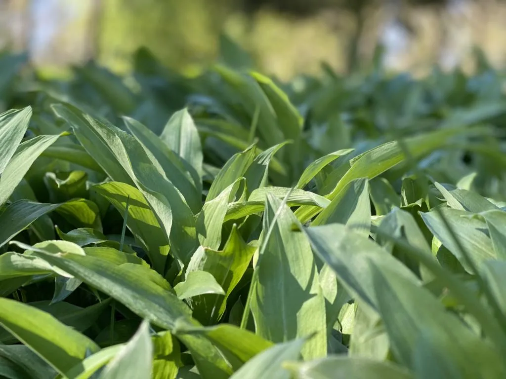 Bärlauch-Zeit im Schlosspark Putbus