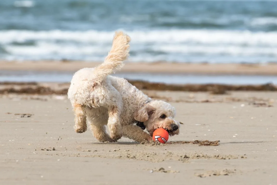 Hundestrände auf Rügen: Urlaub mit Vierbeiner