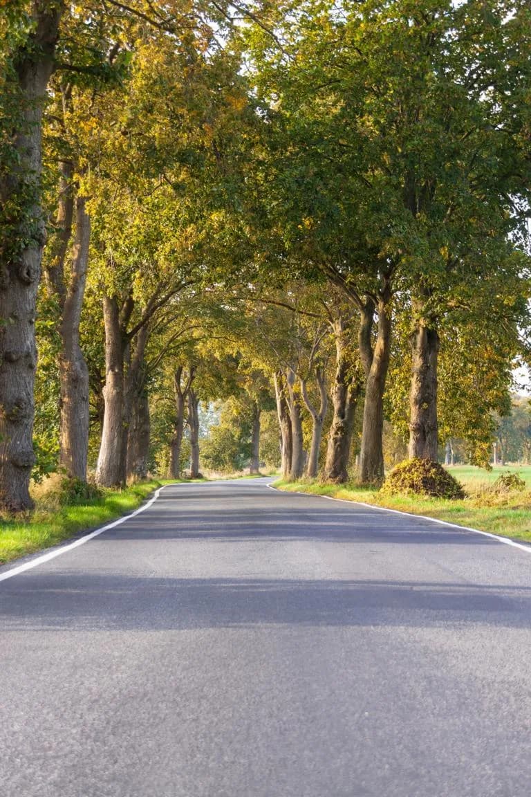 Grüne Tunnel: Die Deutsche Alleenstraße
